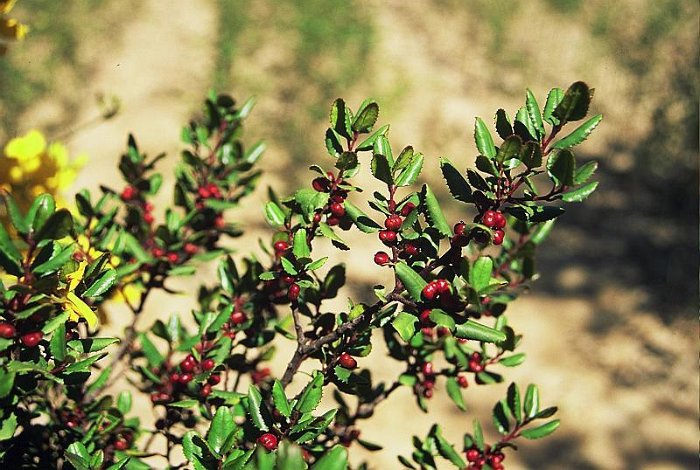 Rhamnus ludovici-salvatoris  -  ENDEMISMO IBERICO